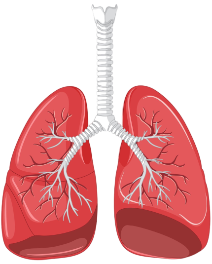 Sistemul respirator